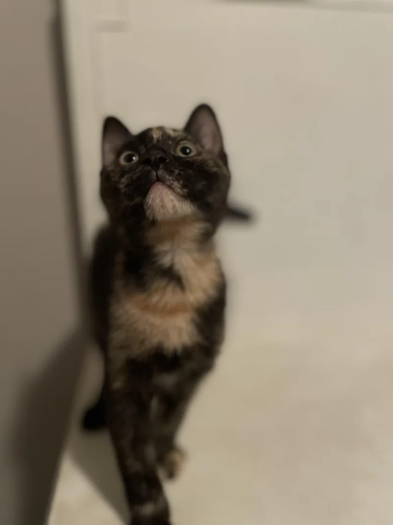 A baby small-sized female Tortoiseshell Domestic Short Hair cat named Miso for adoption in Covina , CA