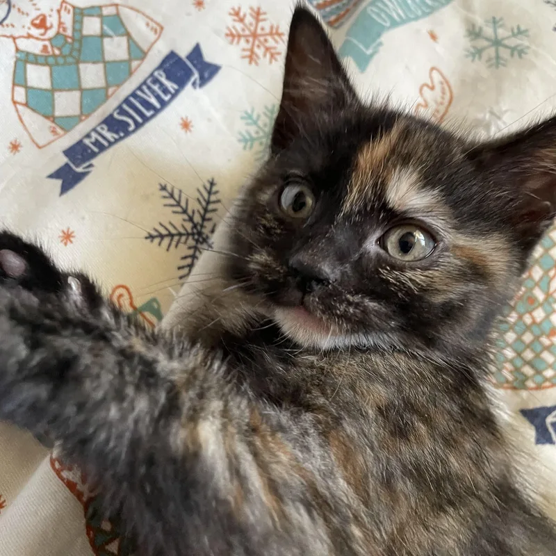 Miso thumbnail 2