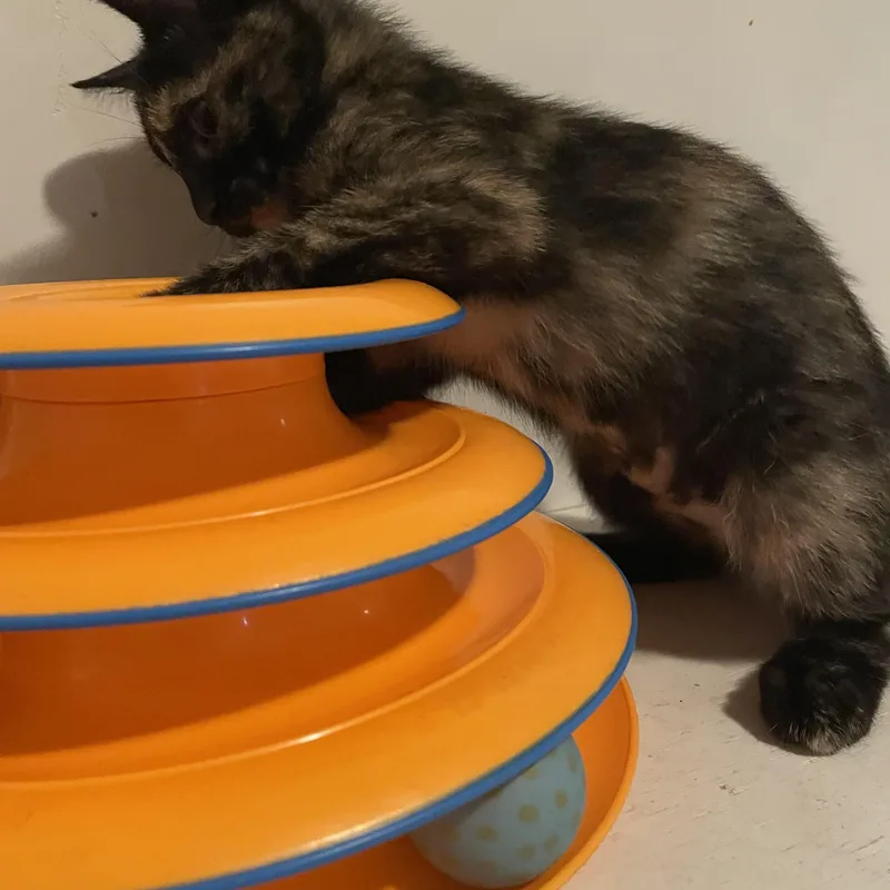 Miso thumbnail 3