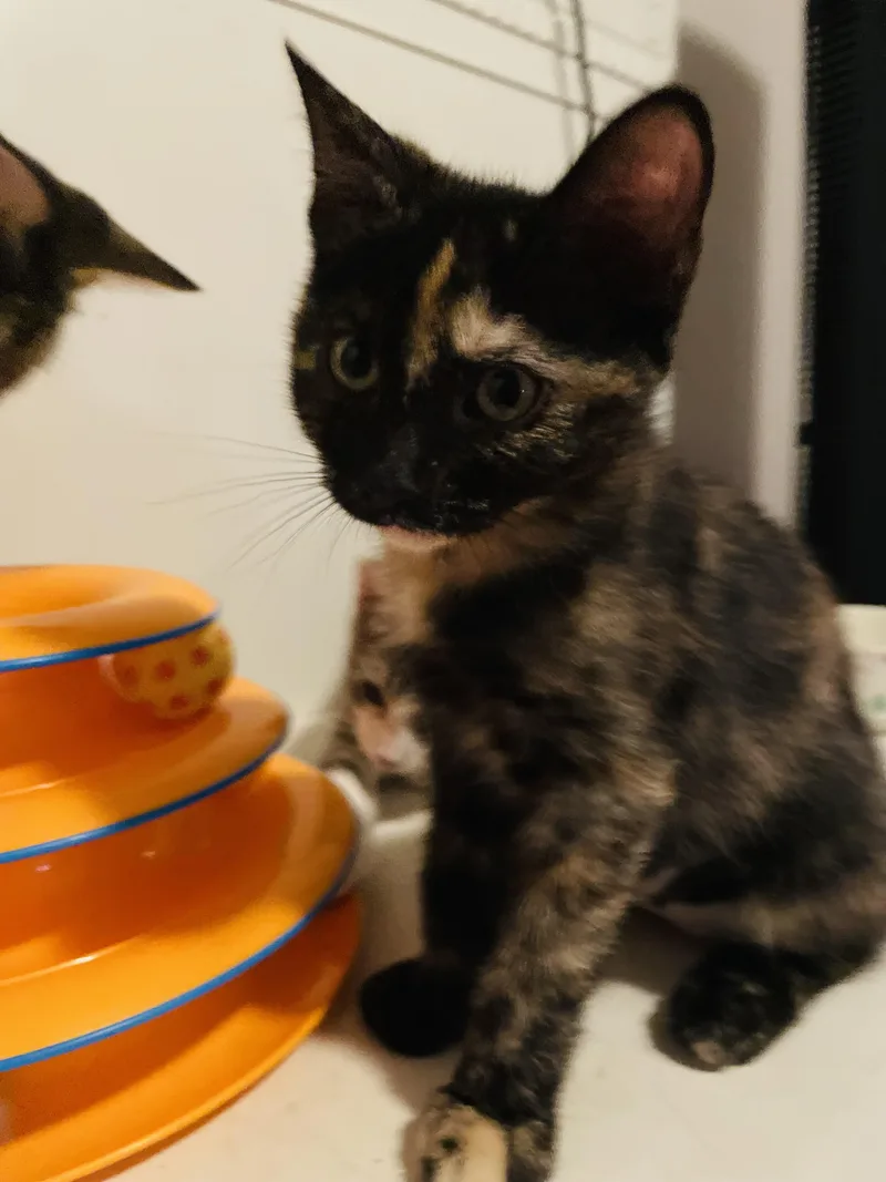 Miso thumbnail 4