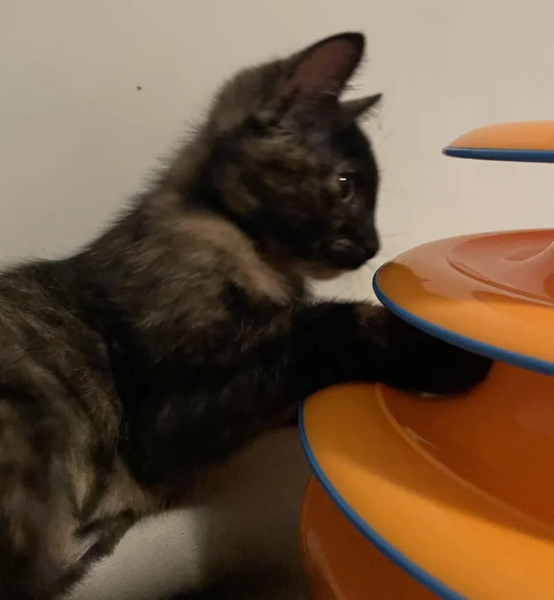 Miso thumbnail 5