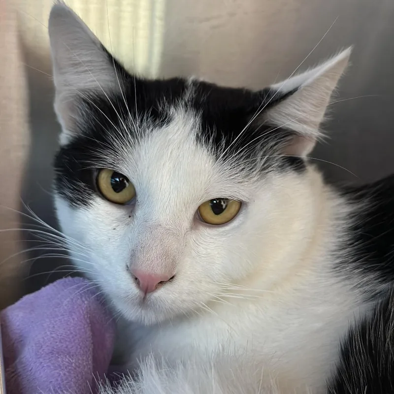 A young medium-sized male Black Domestic Short Hair cat named Panda for adoption in Matteson, IL