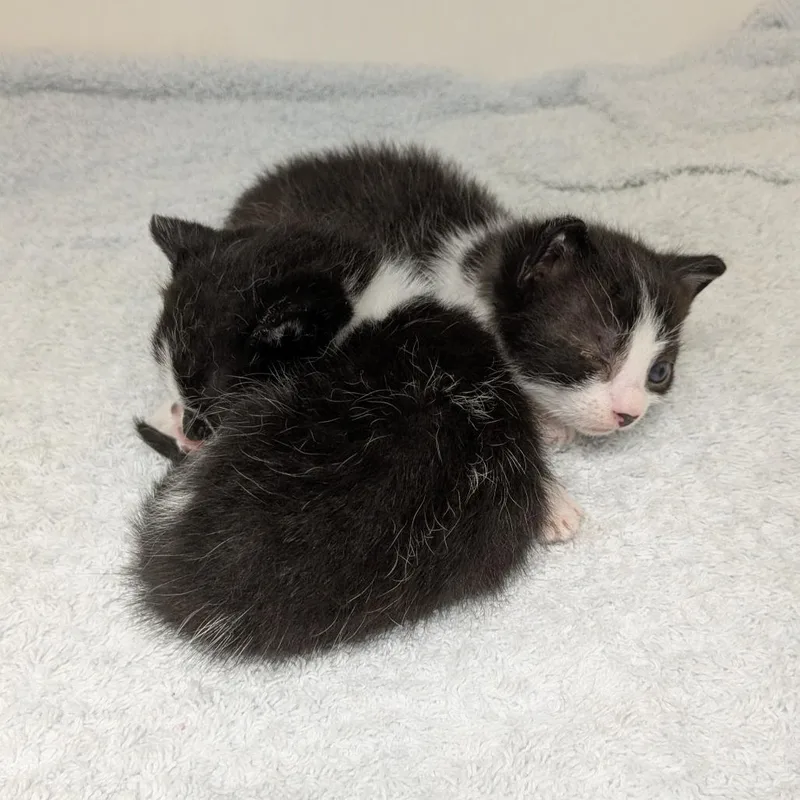 A baby small-sized male Black Domestic Short Hair cat named Star for adoption in Philadelphia, PA