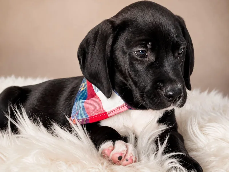 A baby medium-sized male Pointer dog named Rick for adoption in Nahunta, GA