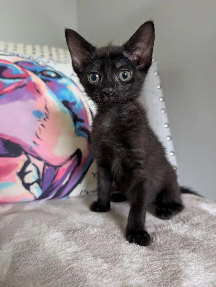 A baby medium-sized female Black Domestic Short Hair cat named Nora for adoption in Emerald Isle, NC