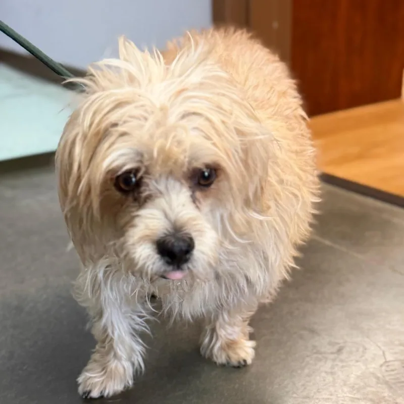 An adult small-sized male White / Cream Terrier dog named Bruno for adoption in Idaho Falls, ID