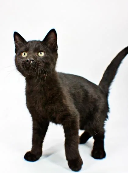 A baby small-sized male Domestic Short Hair cat named Zion for adoption in Morton Grove, IL