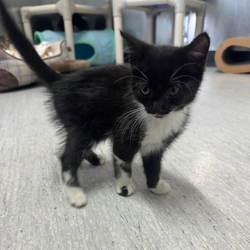 A baby small-sized female Black Domestic Medium Hair cat named Bonny for adoption in Elizabeth City, NC