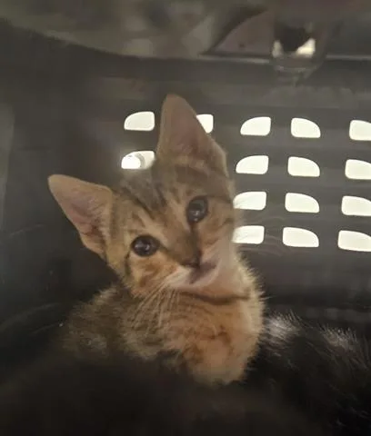 A baby small-sized male Domestic Short Hair cat named Duncan for adoption in San Martin, CA