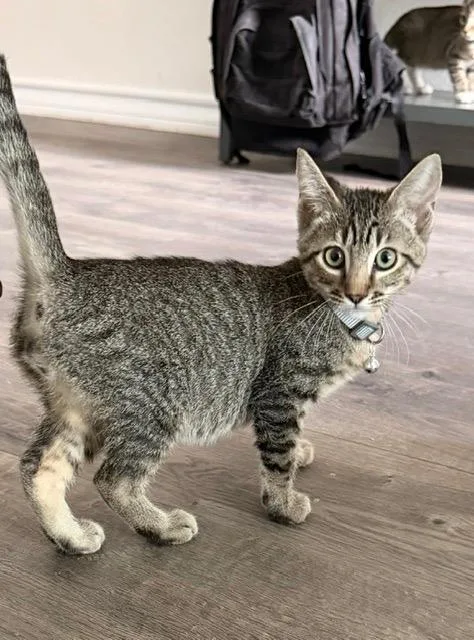 A baby small-sized male Domestic Short Hair cat named Redline for adoption in San Antonio, TX