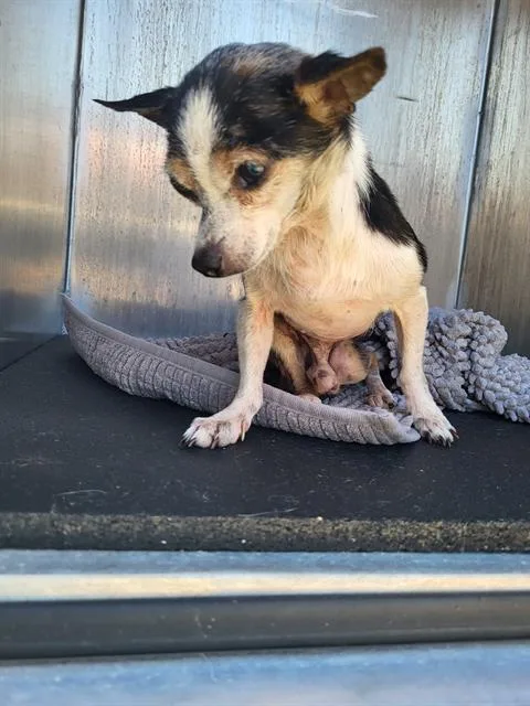An adult small-sized male Chihuahua dog named Snuggles for adoption in San Antonio, TX