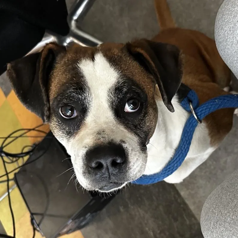 An adult medium-sized female Brown / Chocolate Mixed Breed dog named Pamela for adoption in Philadelphia, PA