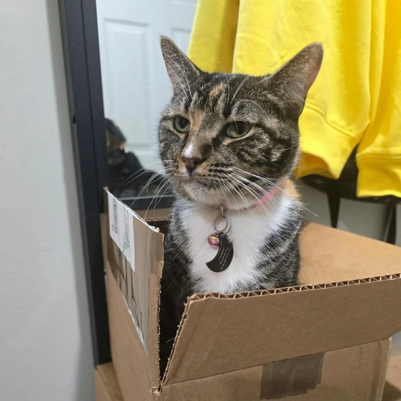 An adult medium-sized female Black Domestic Short Hair cat named Halo for adoption in Laurel, MS