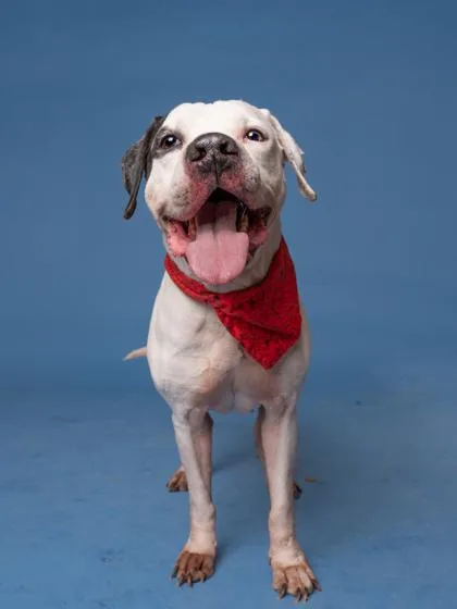 A senior medium-sized male Pit Bull Terrier dog named Pac for adoption in Atlanta, GA