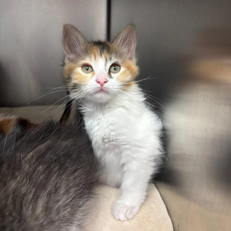 A baby small-sized female Domestic Long Hair cat named Fresca for adoption in Los Angeles, CA