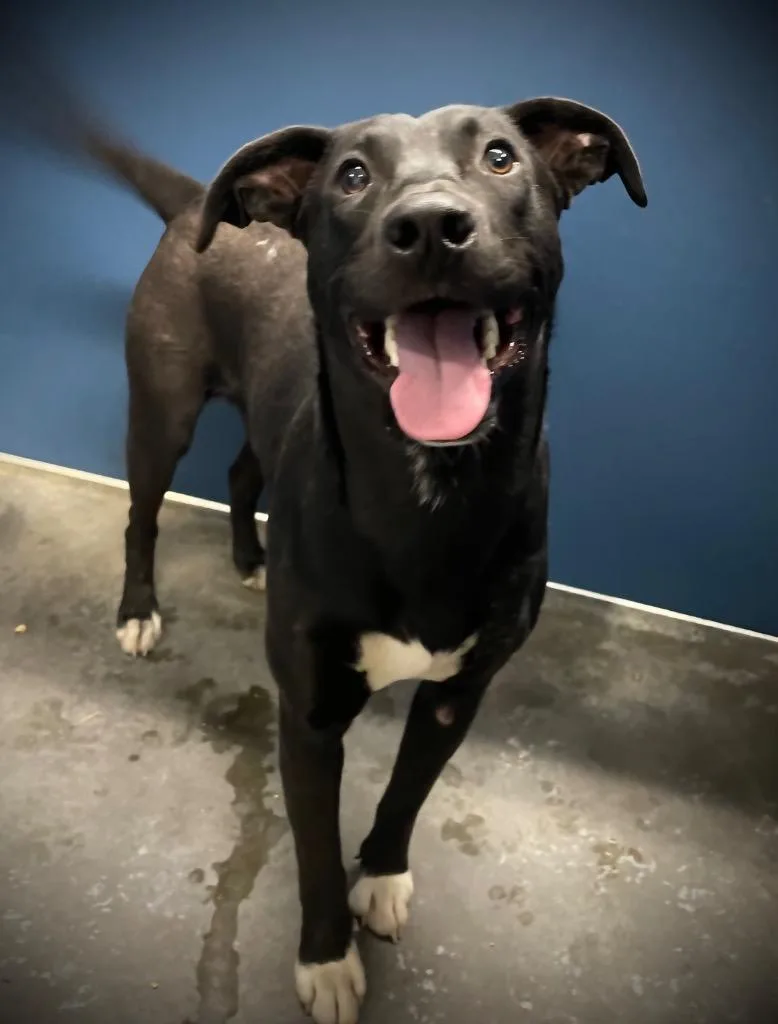 A baby medium-sized male Mixed Breed dog named Hilliard for adoption in Henderson, NC