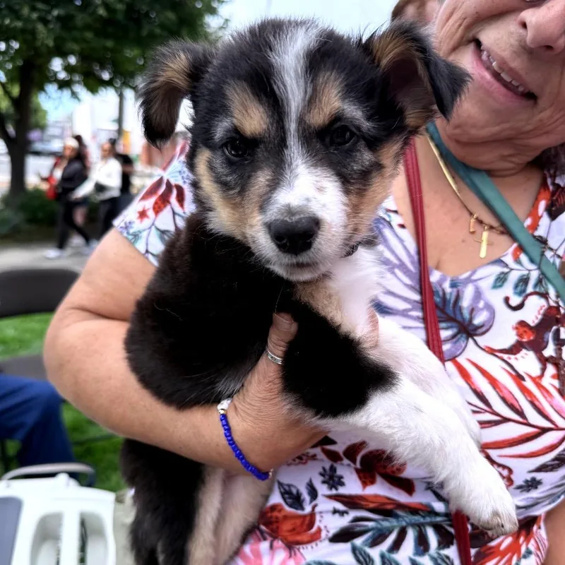 A baby medium-sized female Tricolor (Brown, Black, & White) Australian Shepherd dog named Martini for adoption in Los Gatos, CA