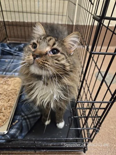 A young medium-sized male Domestic Medium Hair cat named Mord for adoption in Casper, WY