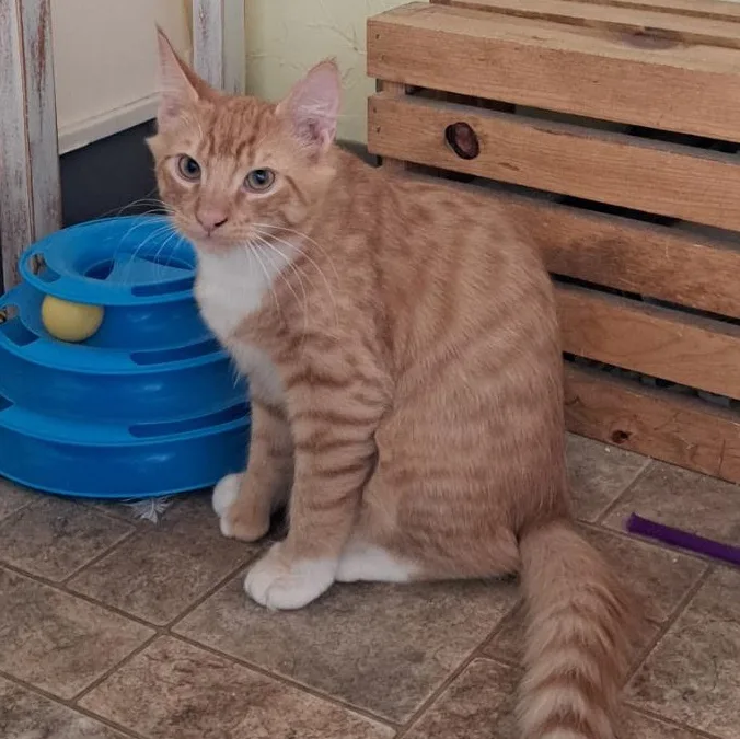 A baby medium-sized male Domestic Short Hair cat named Moe Toe for adoption in Pendleton, OR