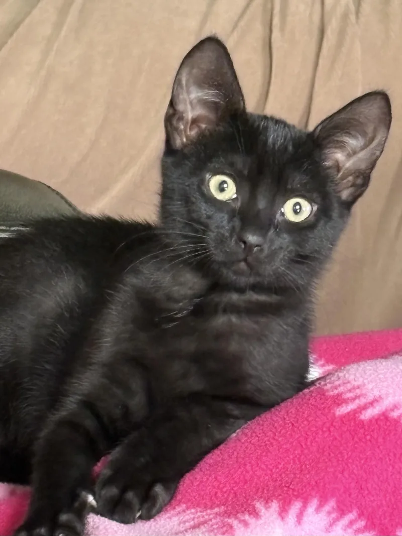 A baby medium-sized male Black Domestic Short Hair cat named Eugene for adoption in South Lyon, MI