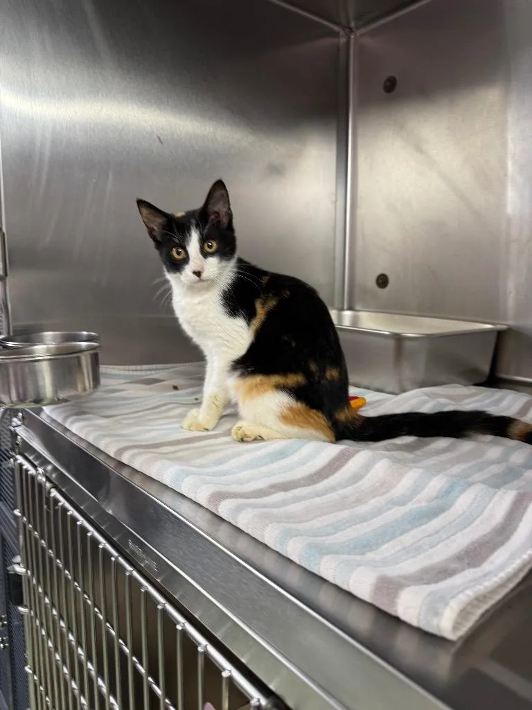 A baby medium-sized female Domestic Short Hair cat named Mini Milkshake for adoption in Murray, KY