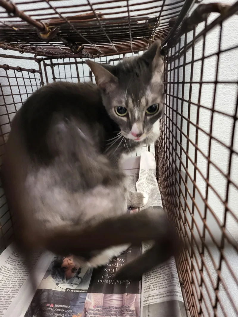 A young large-sized female Domestic Short Hair cat named Theresa for adoption in Los Angeles, CA