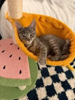 A baby medium-sized male Domestic Short Hair cat named Ditto for adoption in Northfield, OH