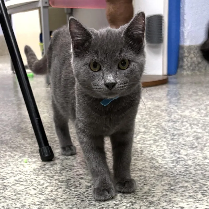 A baby small-sized male Gray / Blue / Silver Domestic Short Hair cat named Blue for adoption in Falls Church, VA