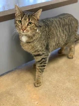 An adult medium-sized female Domestic Short Hair cat named Dora for adoption in West Chester, PA