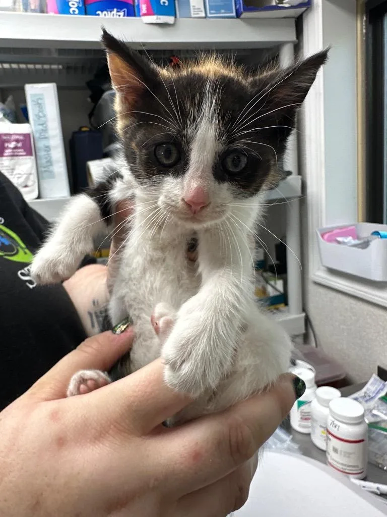 A baby medium-sized female Domestic Short Hair cat named Gothel for adoption in Pomona, NY