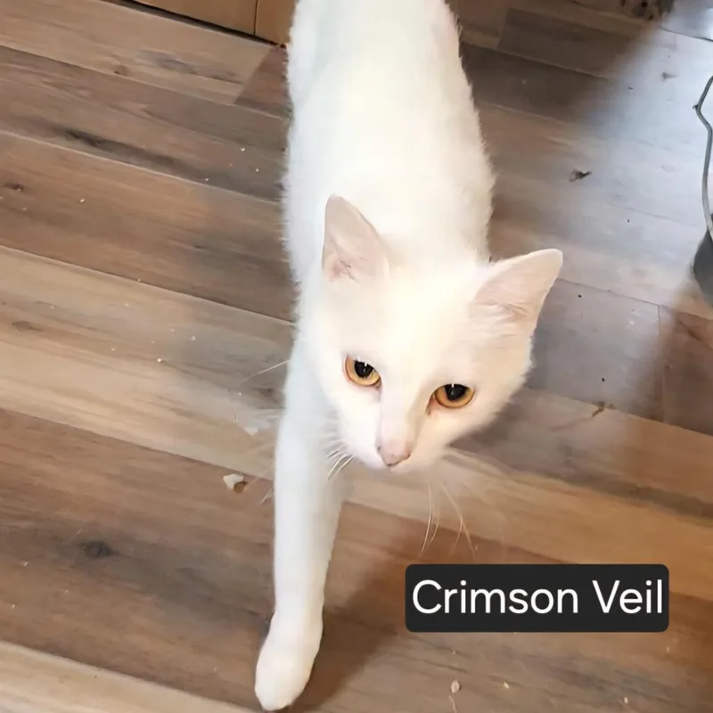 Crimson Veil thumbnail 2