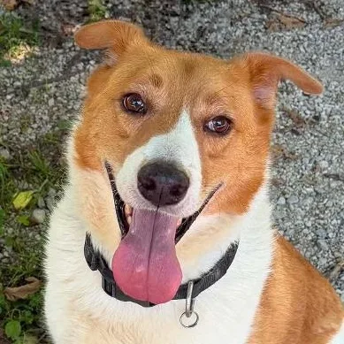 A young large-sized male Brown / Chocolate Smooth Collie dog named Jax for adoption in Spencer, IN
