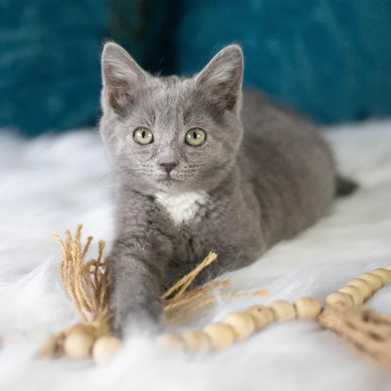 A baby small-sized female Gray / Blue / Silver Russian Blue cat named Sweetie Pie for adoption in Brownsboro, AL
