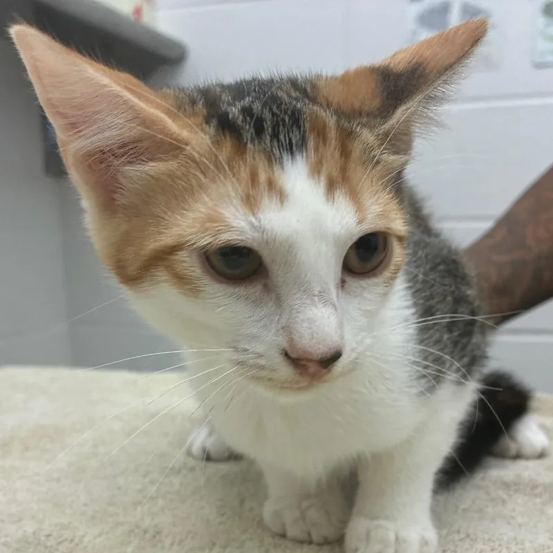A baby small-sized female Calico Domestic Short Hair cat named Azaili for adoption in Corpus Christi, TX