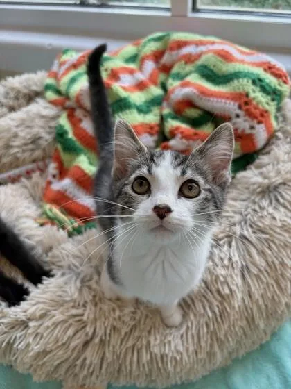 A young medium-sized female Domestic Short Hair cat named Espeon for adoption in Columbus, IN