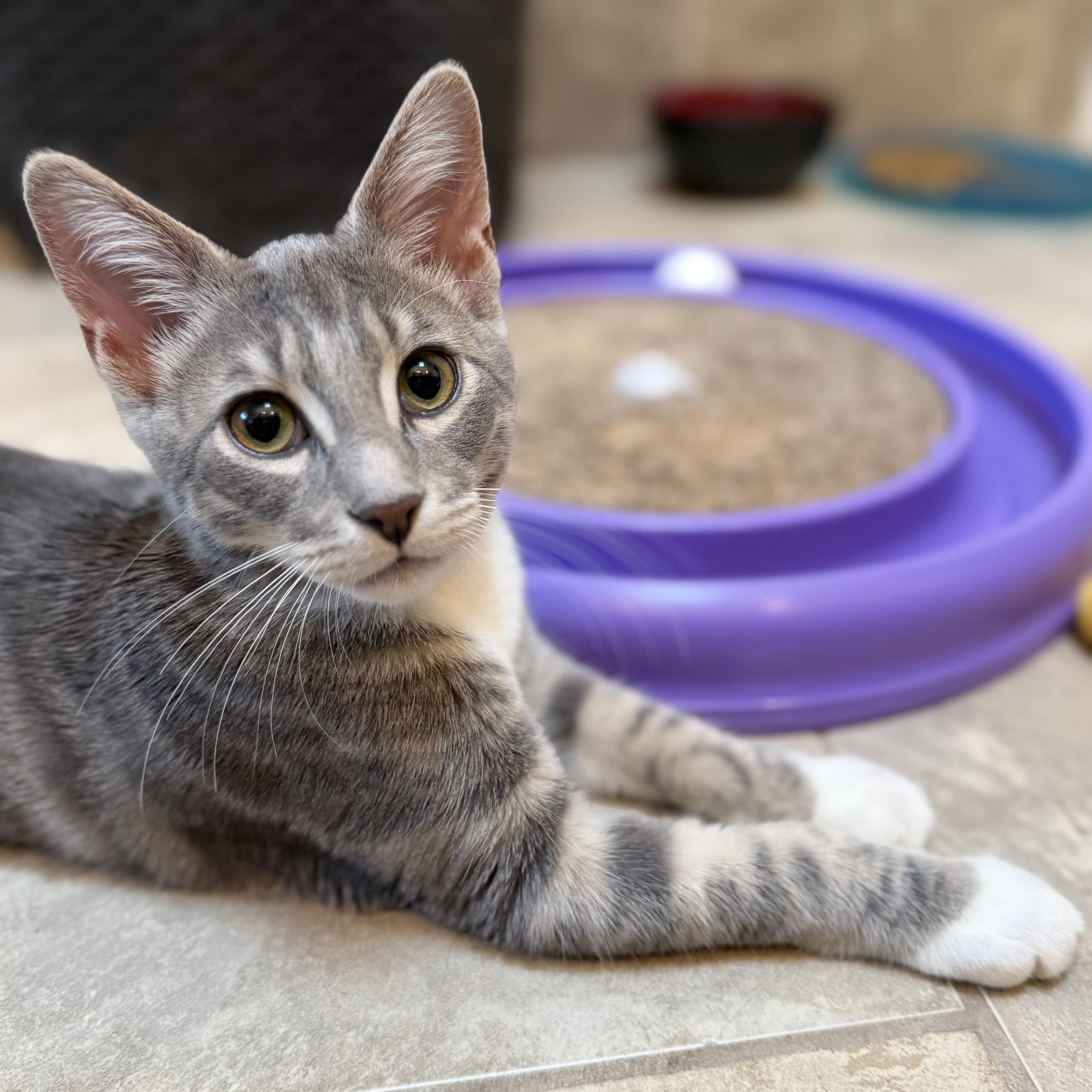 A baby medium-sized male Tabby (Gray / Blue / Silver) Domestic Short Hair cat named Ziggy for adoption in Roanoke, VA