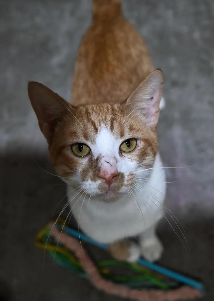 A young medium-sized male Domestic Short Hair cat named Ozzy for adoption in St. James City, FL