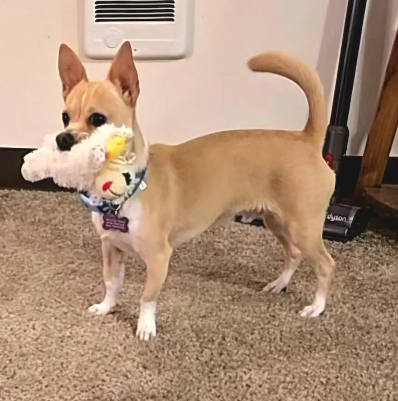 Jake thumbnail 2