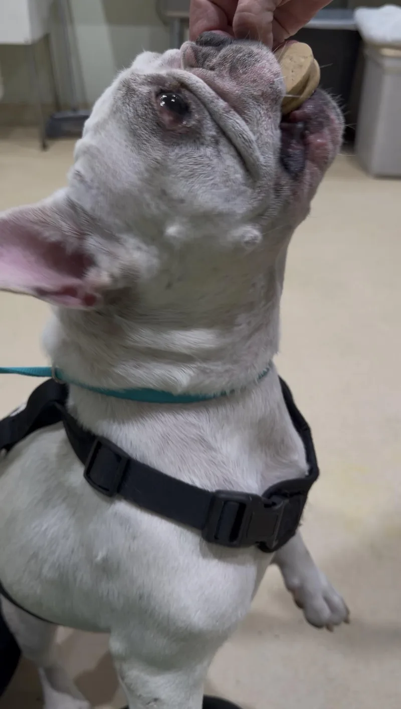 An adult medium-sized male French Bulldog dog named Joc for adoption in Sebring, FL