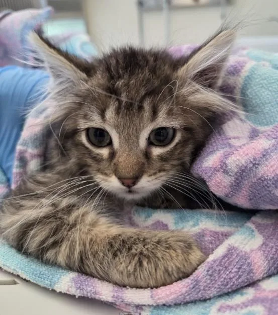 Pip
