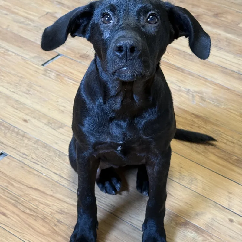 A baby medium-sized female Labrador Retriever dog named Abby for adoption in Marietta, GA