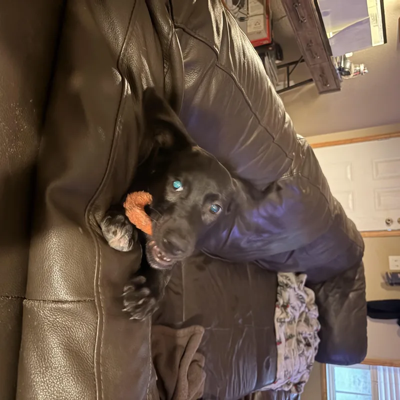 Abby thumbnail 3