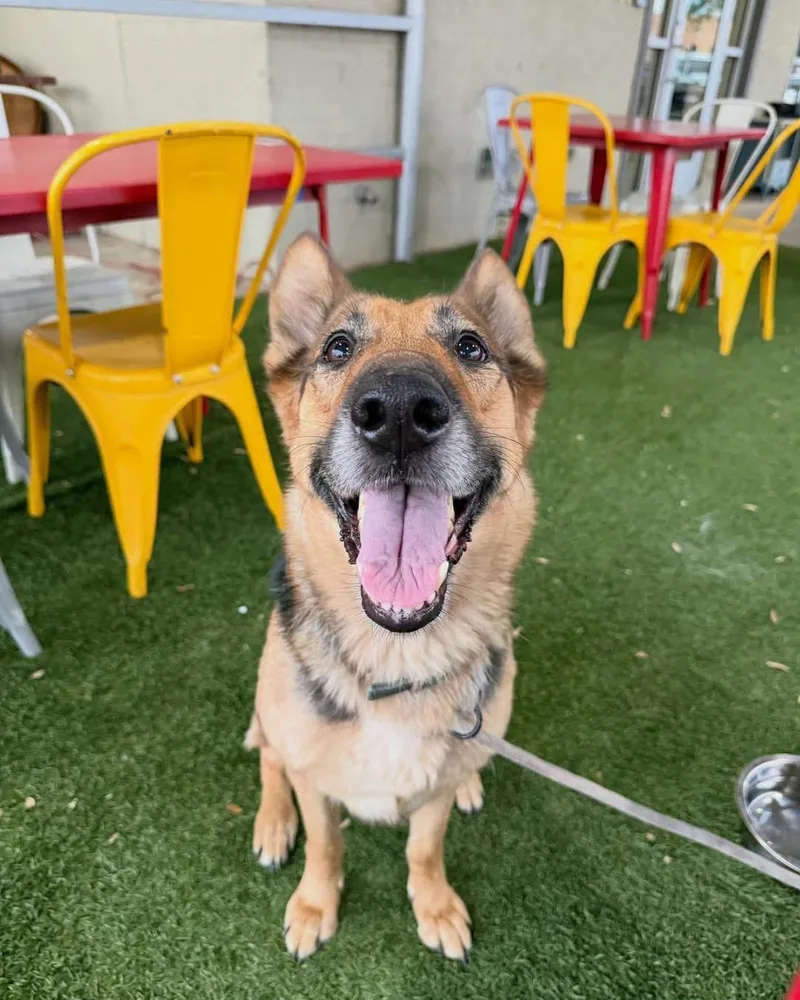 An adult large-sized female Black German Shepherd Dog dog named Manuka for adoption in New Rochelle, NY