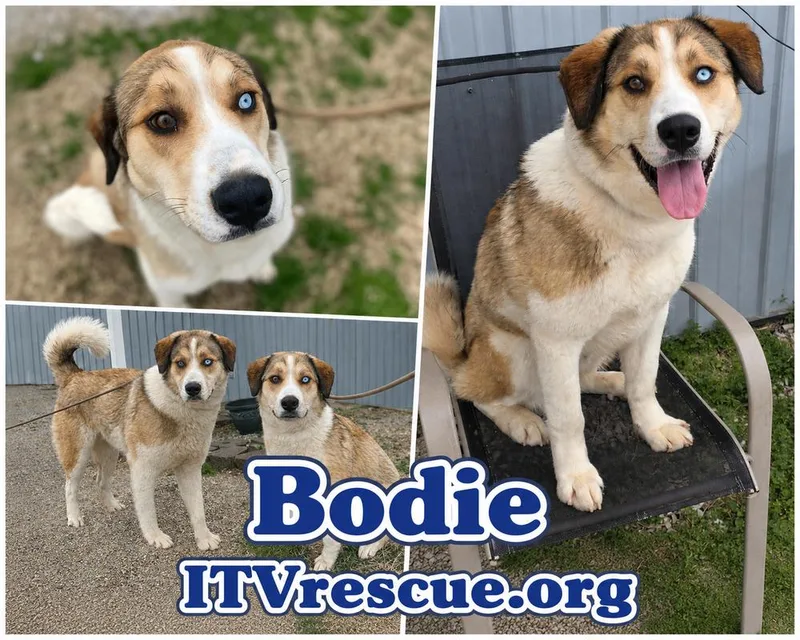 Bodie thumbnail 5