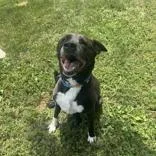 An adult large-sized male Black Mixed Breed dog named Jack for adoption in Hilliard, OH