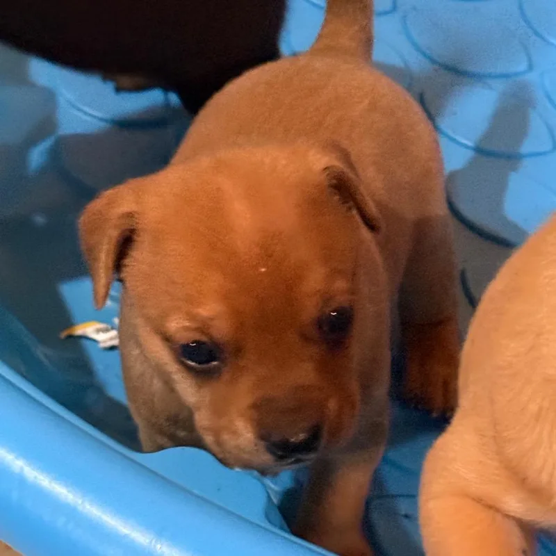 A baby small-sized male Yellow / Tan / Blond / Fawn Miniature Pinscher dog named Preston for adoption in Tupelo, MS