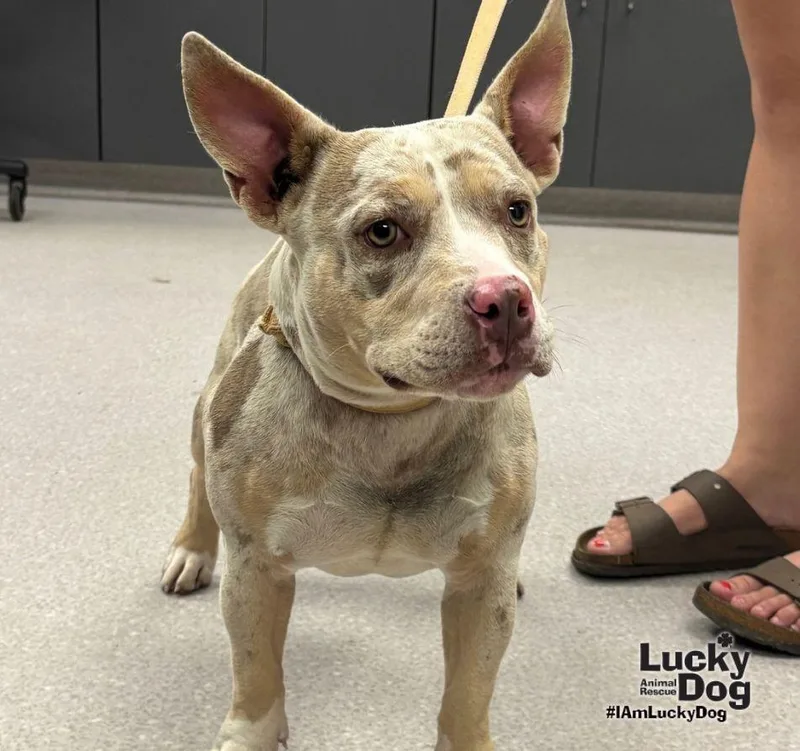 A young medium-sized female Terrier dog named Pickles for adoption in Washington, DC