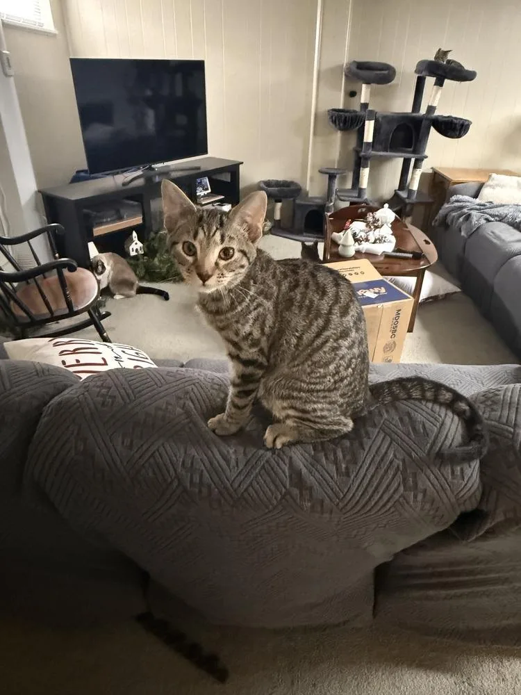 Tamagotchi thumbnail 2