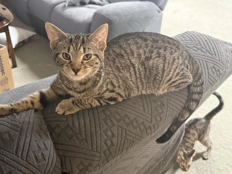 Tamagotchi thumbnail 3