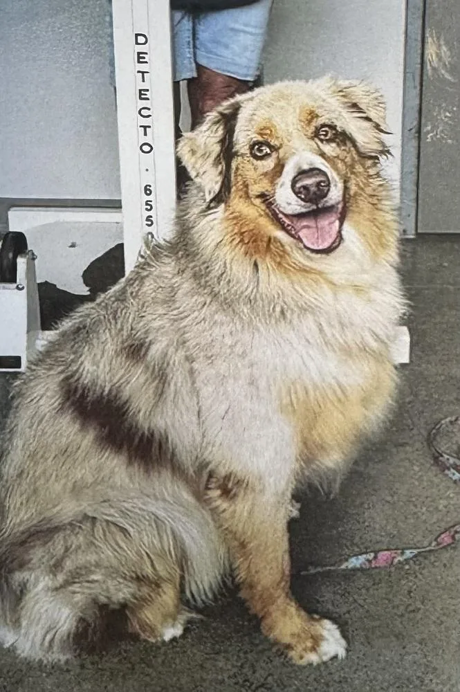 Kie
